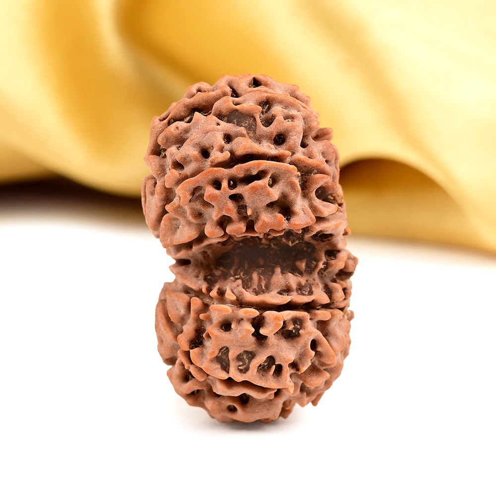 11 Mukhi Rudraksha from Nepal